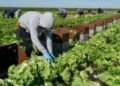 Florida Republicans Request $3.5 Billion Agriculture Aid Package for Farmers
