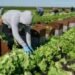 Florida Republicans Request $3.5 Billion Agriculture Aid Package for Farmers