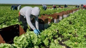 Florida Republicans Request $3.5 Billion Agriculture Aid Package for Farmers