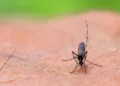Google Seeks Approval to Release Millions of Mosquitoes in Florida to Fight Disease