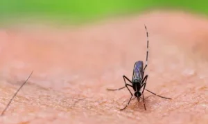 Google Seeks Approval to Release Millions of Mosquitoes in Florida to Fight Disease