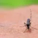 Google Seeks Approval to Release Millions of Mosquitoes in Florida to Fight Disease