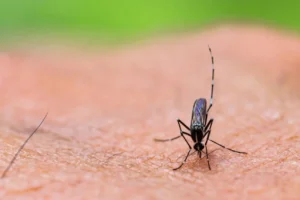 Google Seeks Approval to Release Millions of Mosquitoes in Florida to Fight Disease